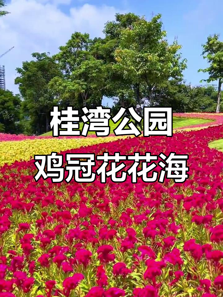 桂湾公园鸡冠花盛开,美丽花海等你来赏