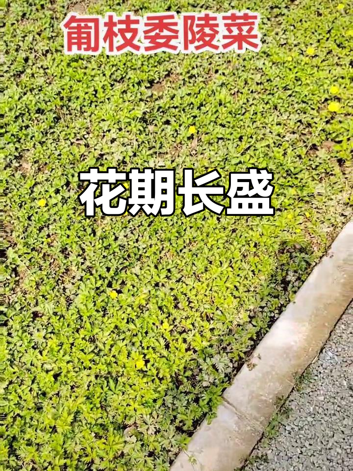 匍枝委陵菜花繁叶茂，春夏皆宜观赏