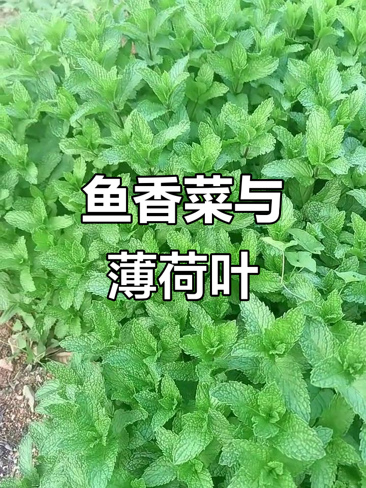 四川人叫它鱼香菜,外地人称薄荷,拌着吃最香