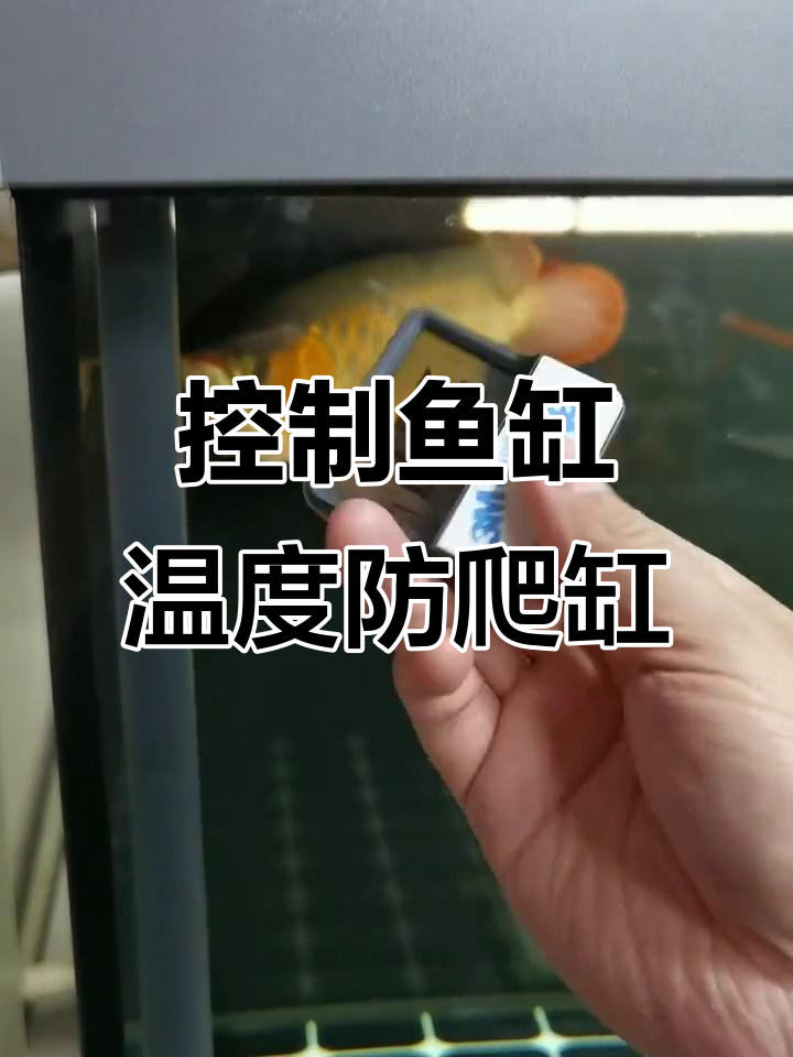秋季温差大,鱼缸温度如何控制?教你避免爬缸现象
