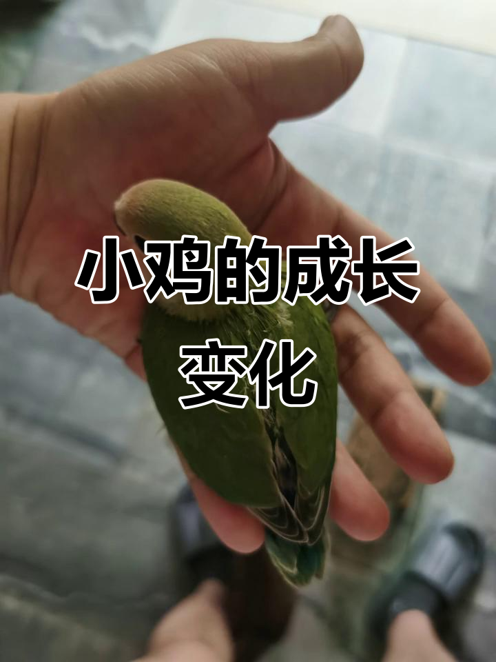 小鸡成长记:从秃毛到半毛,走路不稳却超可爱