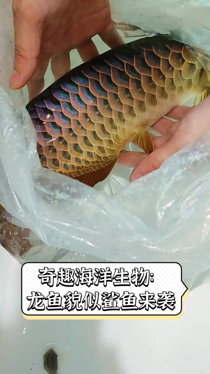 奇趣海洋生物:龙鱼貌似鲨鱼来袭