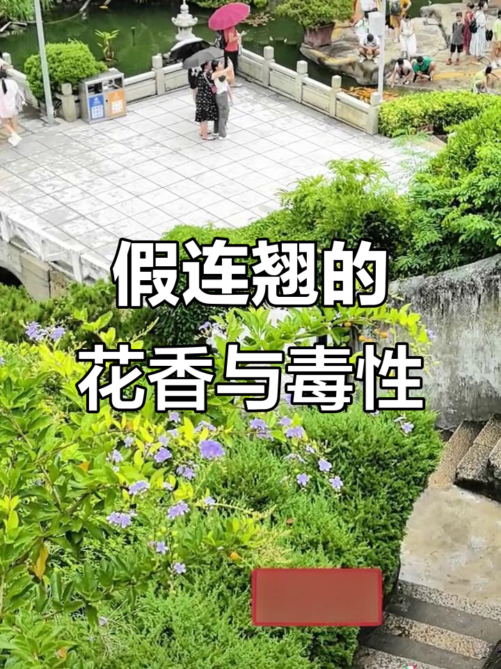 假连翘与连翘的秘密,花香醉人却有毒