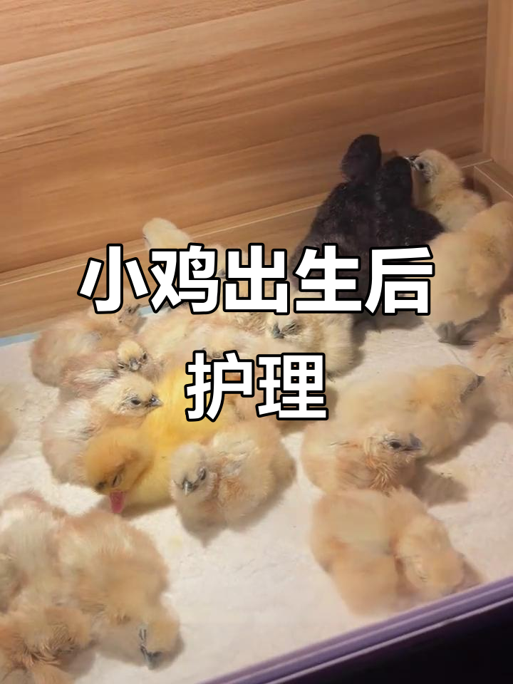小鸡出壳第二天,喂药、喝水、吃饲料全程记录