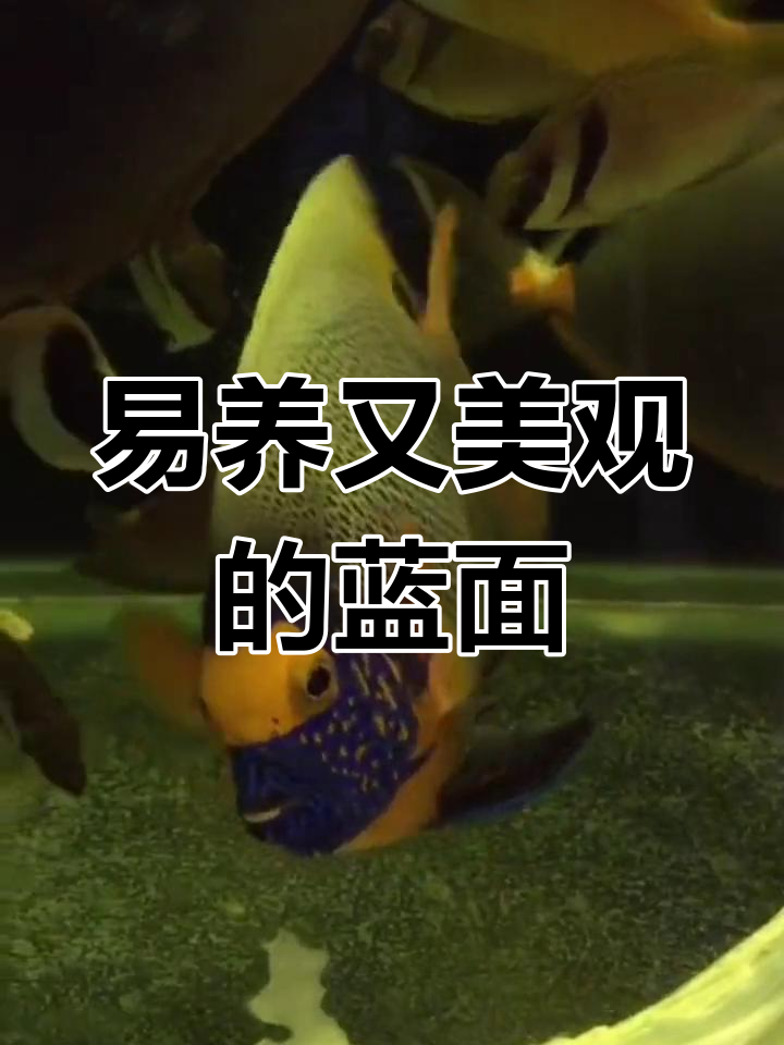 蓝面神仙鱼,高性价比之选