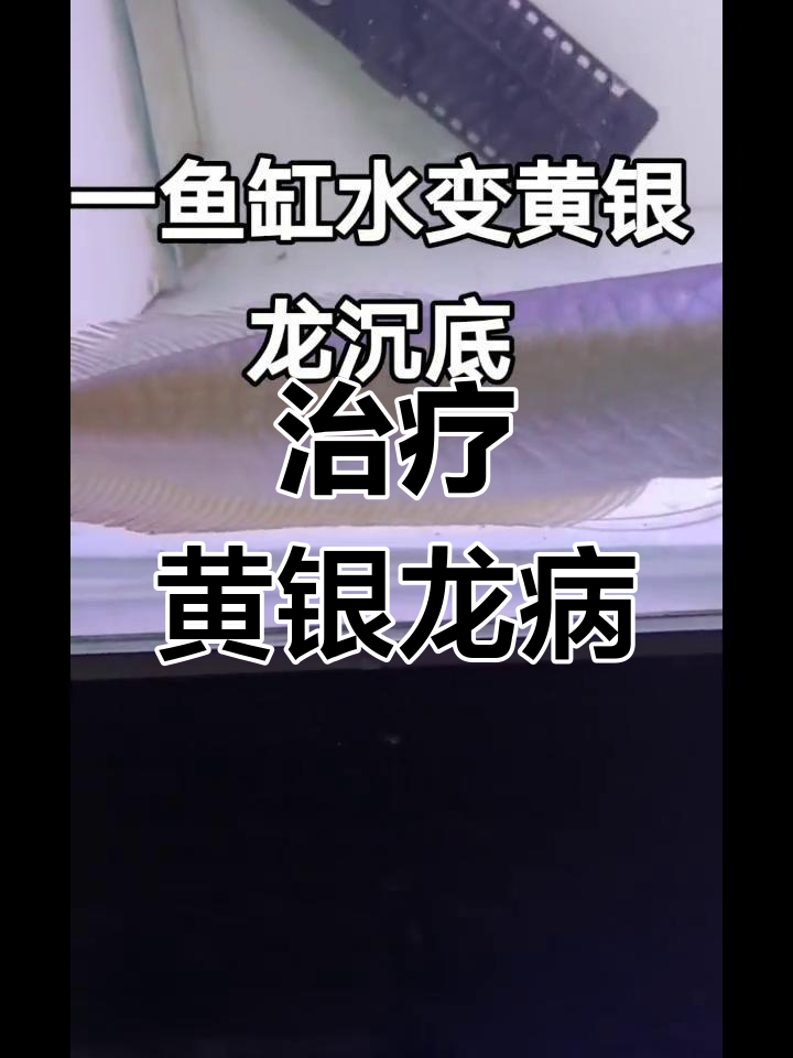 银龙鱼病情观察与治疗