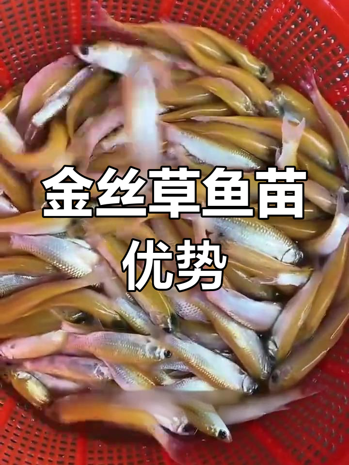 俄罗斯金丝草鱼:低养殖成本,高生长速度,抗病力强