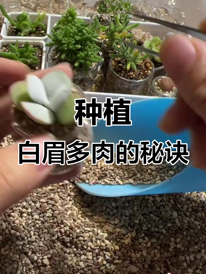 白眉多肉养护小技巧，轻松搞定！