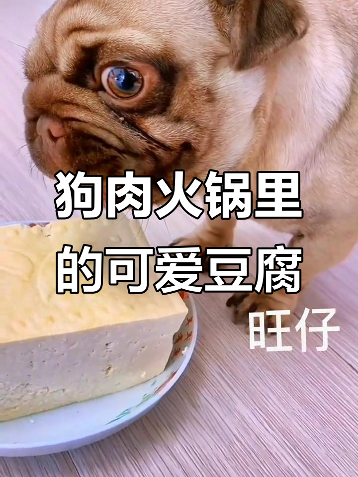 狗狗被炖成狗肉,豆腐成了它的“救命稻草”