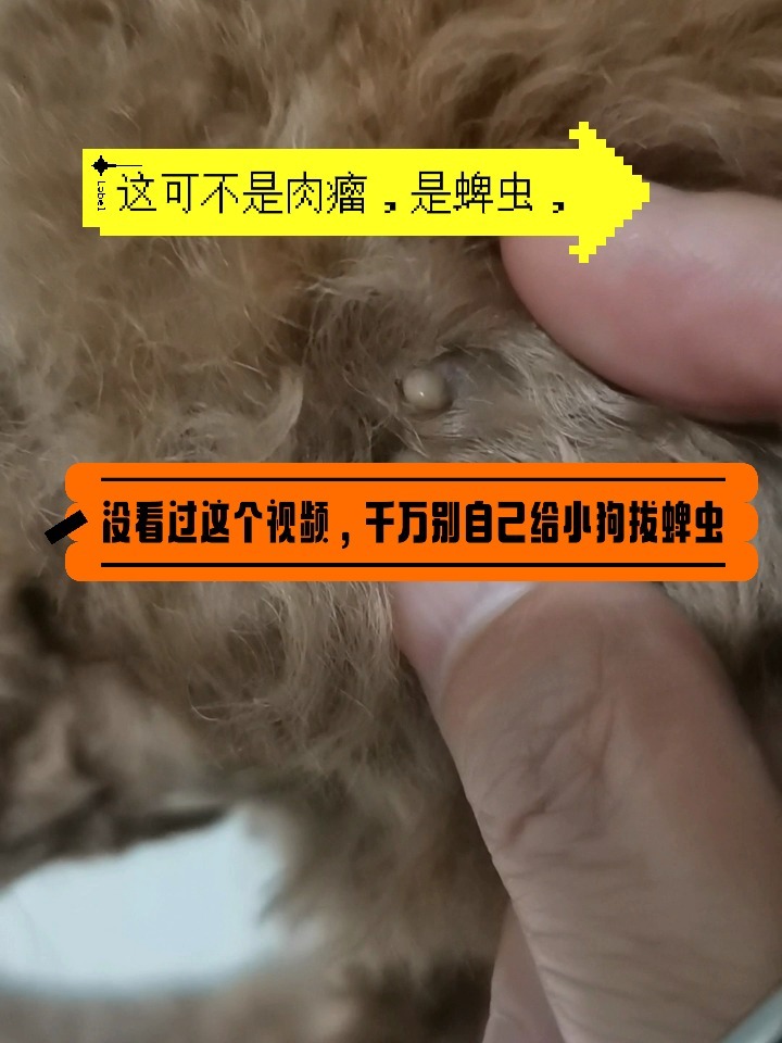 狗狗头上突然多了个肉瘤?