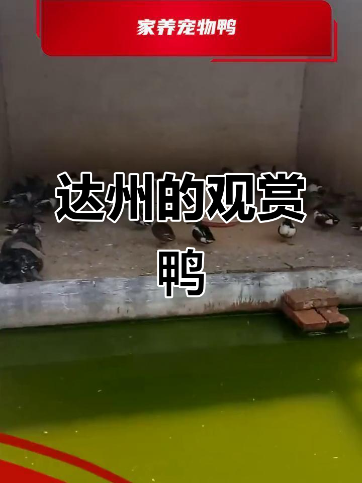 达州市观赏鸭品种大揭秘,润州凤头白鸭来袭