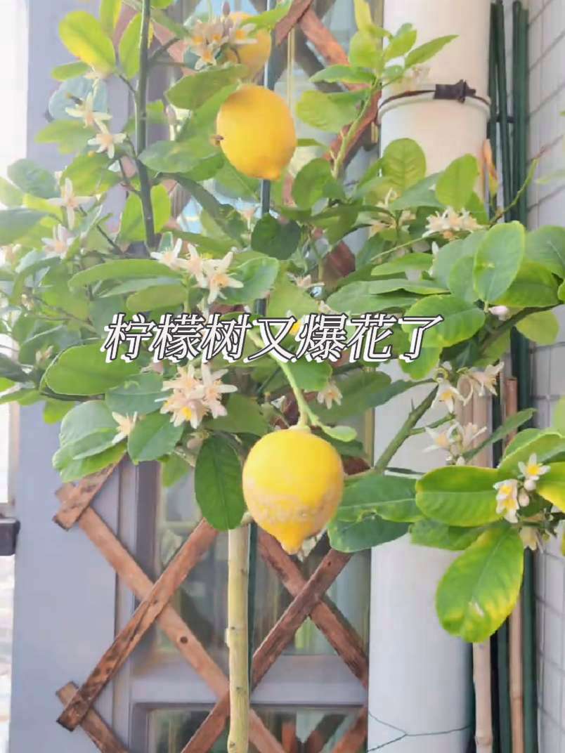 春暖花开的季节,这颗香水柠檬树给阳台小菜园里添了一幅美丽的风景,不用出门也能体验到鸟语花香