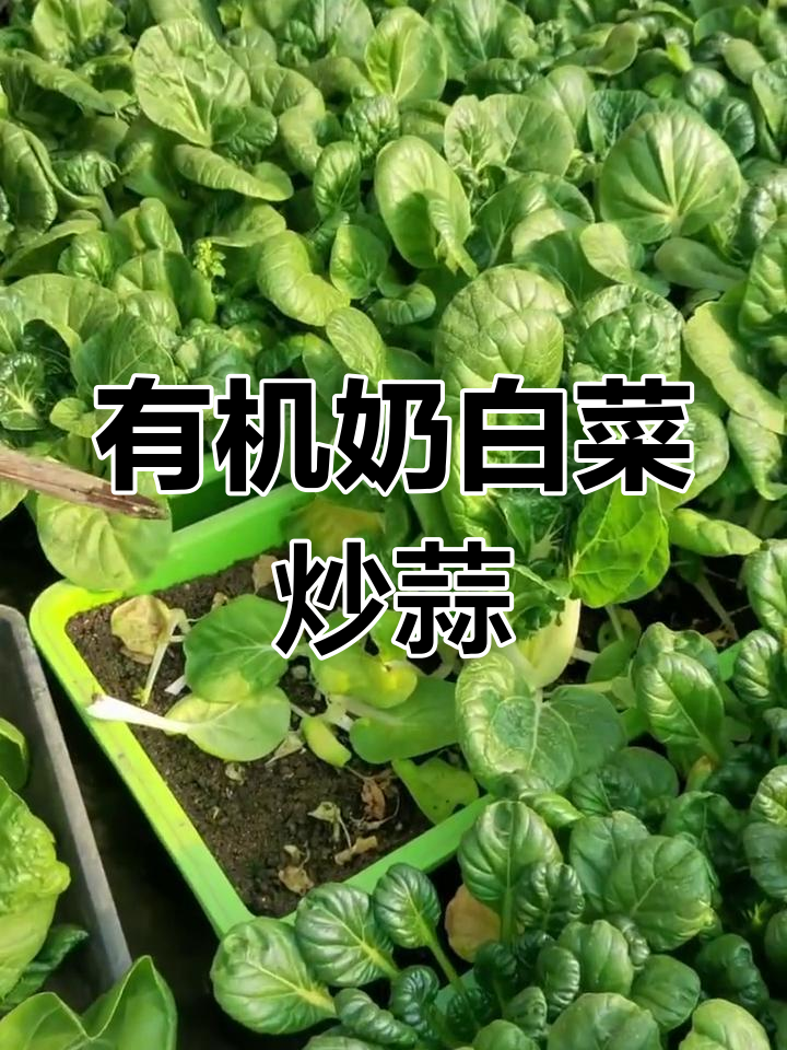 奶白菜配蒜末,简单又美味!