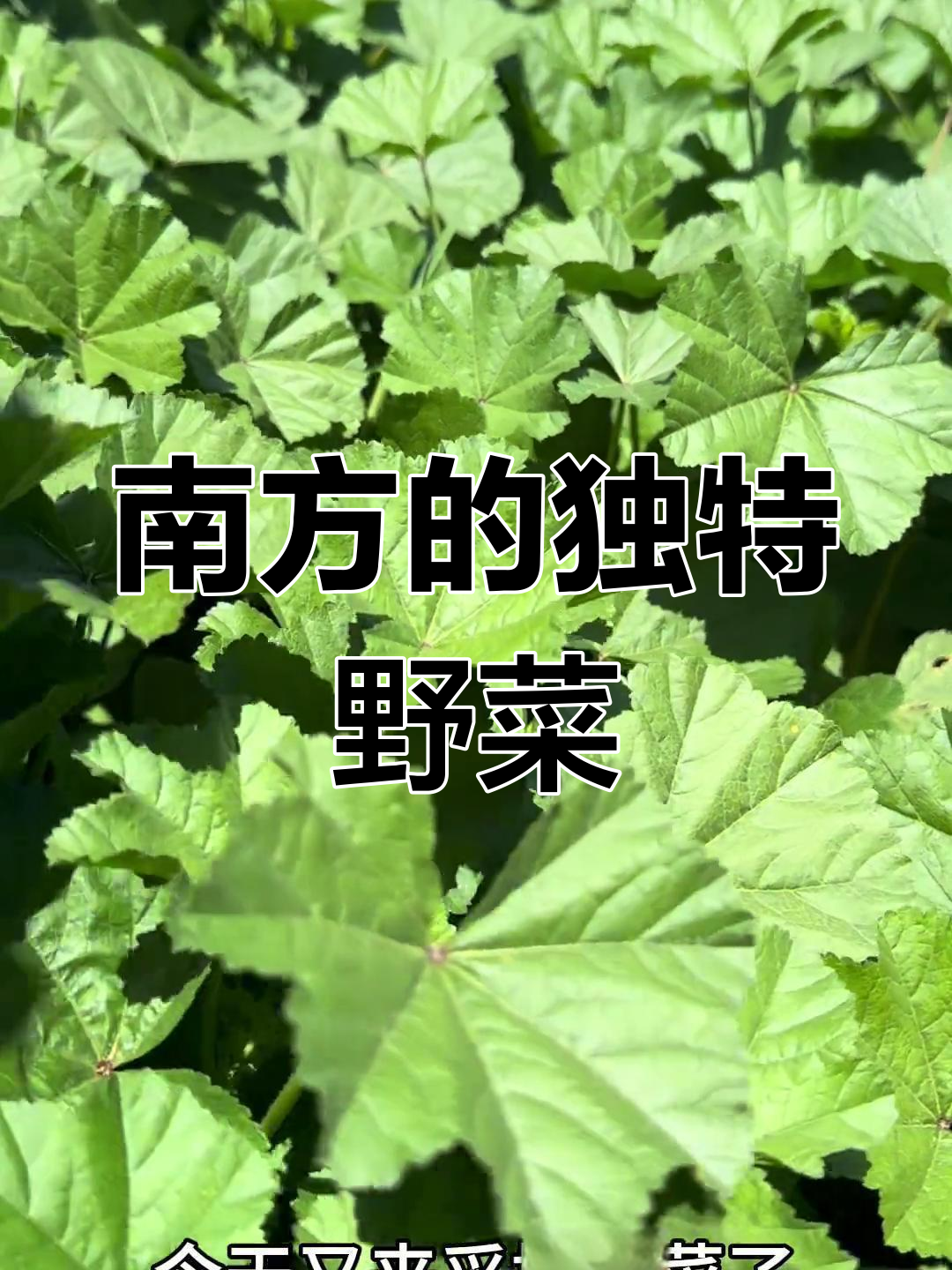 南方冬寒菜,北方罕见,一片未采之地