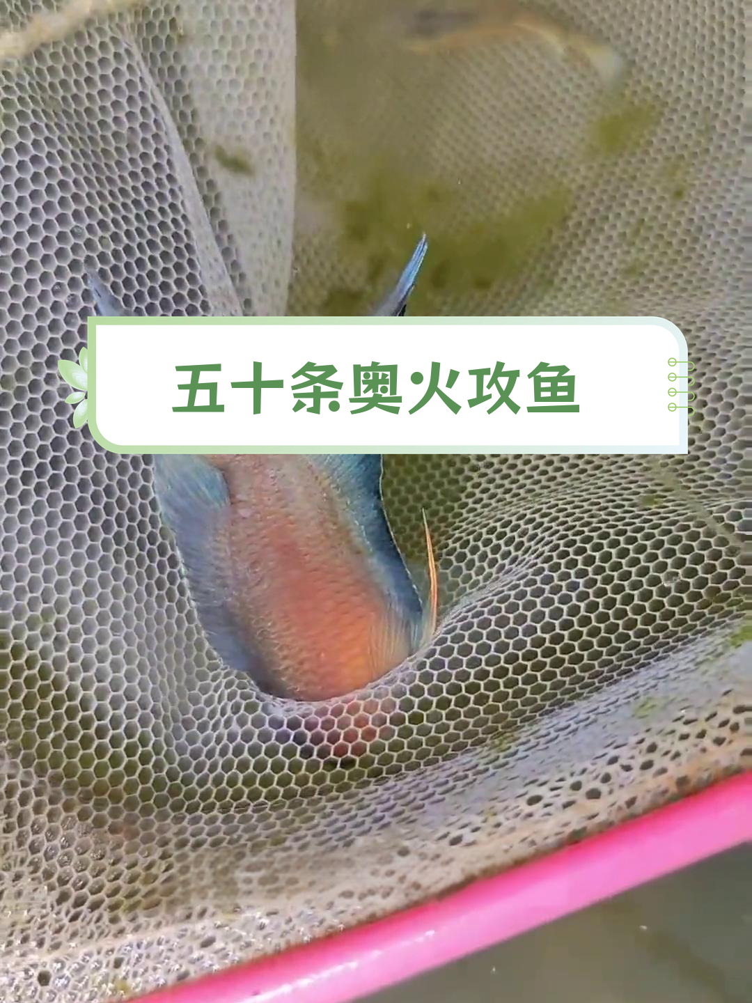 奥火斗鱼抓捕大揭秘