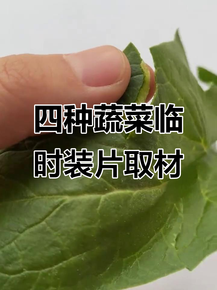 番茄、黄瓜、洋葱和菠菜的临时装片取材技巧大揭秘