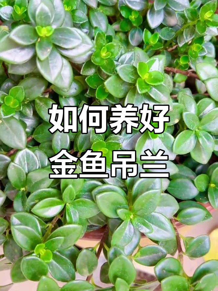 金鱼吊兰养护全攻略：光照、浇水、施肥一网打尽