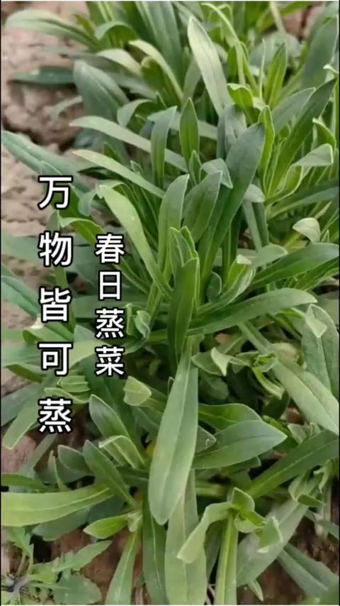 又到了春天吃野菜的季节，在河南“万物皆可蒸”，这些野菜你都吃