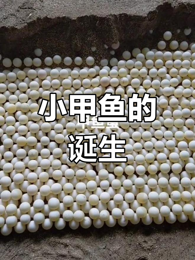 甲鱼蛋孵化全过程,红黑交替45天破壳