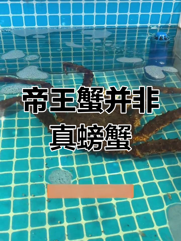 帝王蟹和波士顿龙虾的真实身份,原来它们不是螃蟹和龙虾!