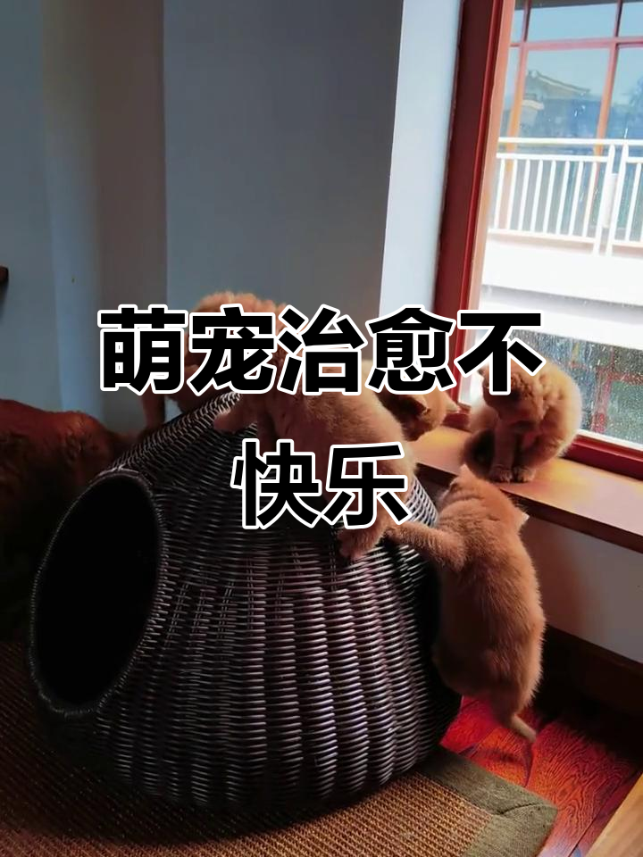 肉桂色英短萌宠治愈一切不开心,咕咕叫超可爱