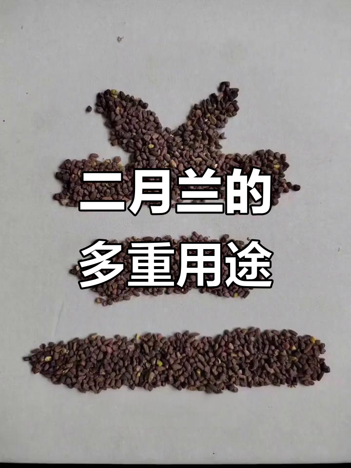 二月兰，土壤改良与花海双全的绿化佳品
