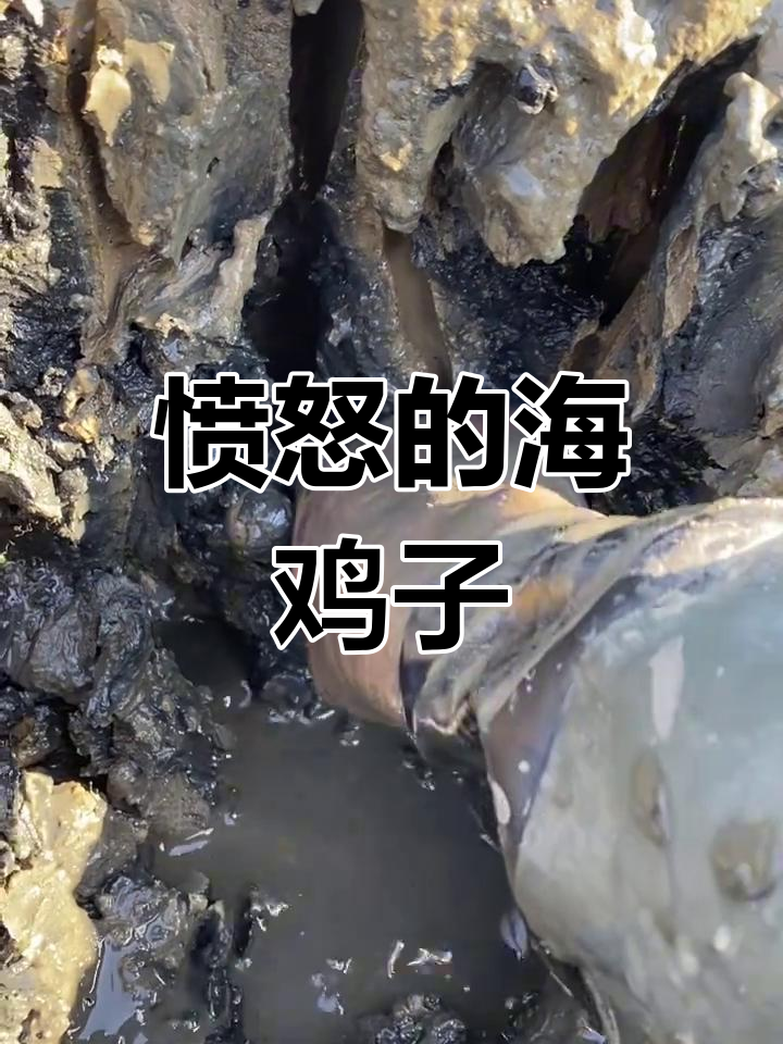海鸡子怒喷口水,赶海乐趣满满