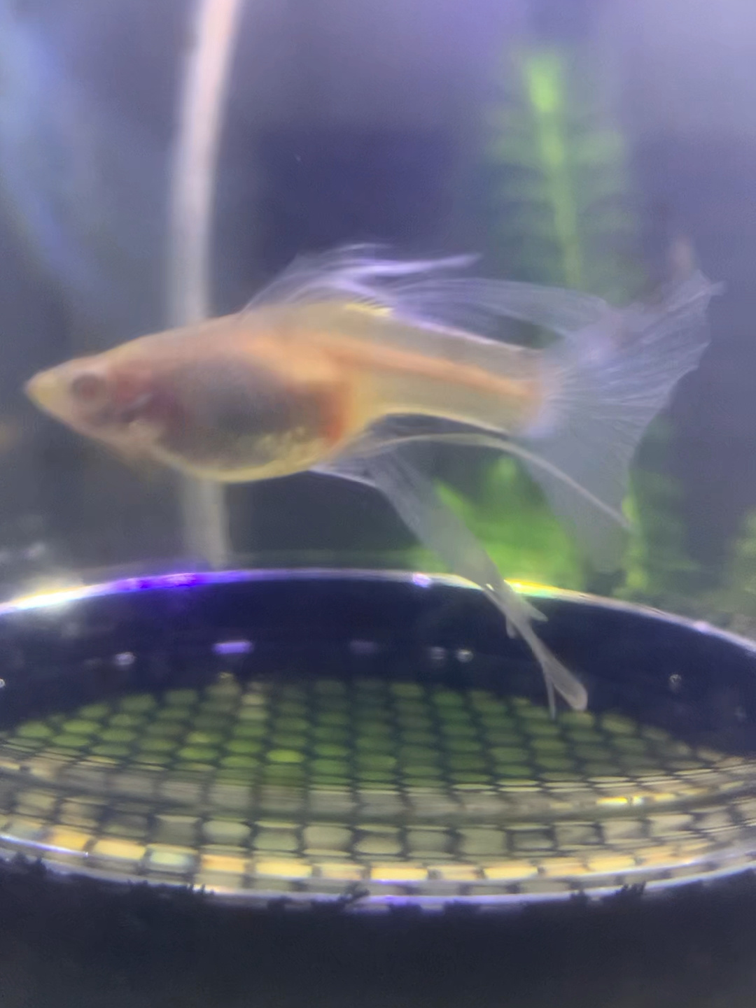 孔雀鱼繁殖前都有哪些征兆?