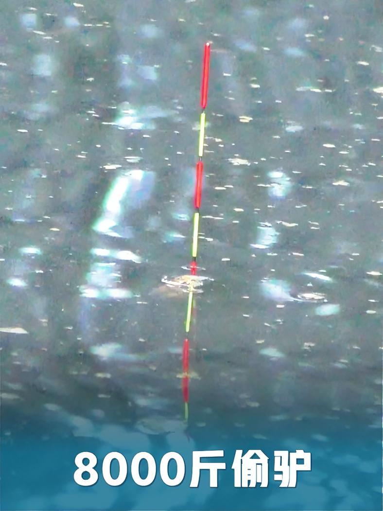 黑坑8000斤偷驴,回鱼1元1斤!干干干 钓鱼的乐趣只有钓鱼人懂 钓鱼人 黑坑钓鱼 回锅鱼