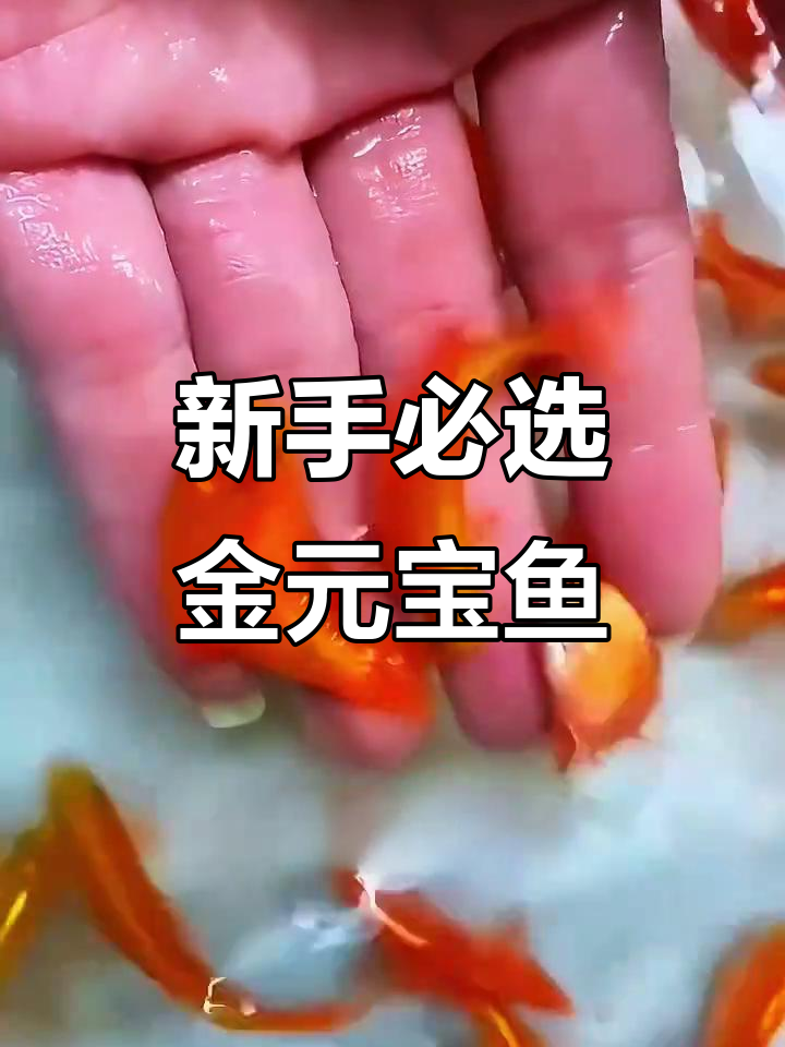 金元宝鱼：最适合新手养的观赏鱼，轻松养不累