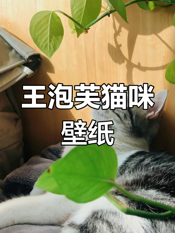 王泡芙猫咪动态壁纸,萌态十足超可爱