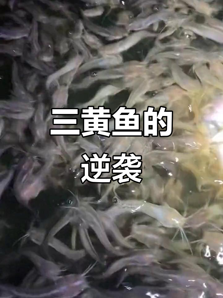 闲置鱼塘、稻田变宝，三黄塘角鱼轻松养殖！