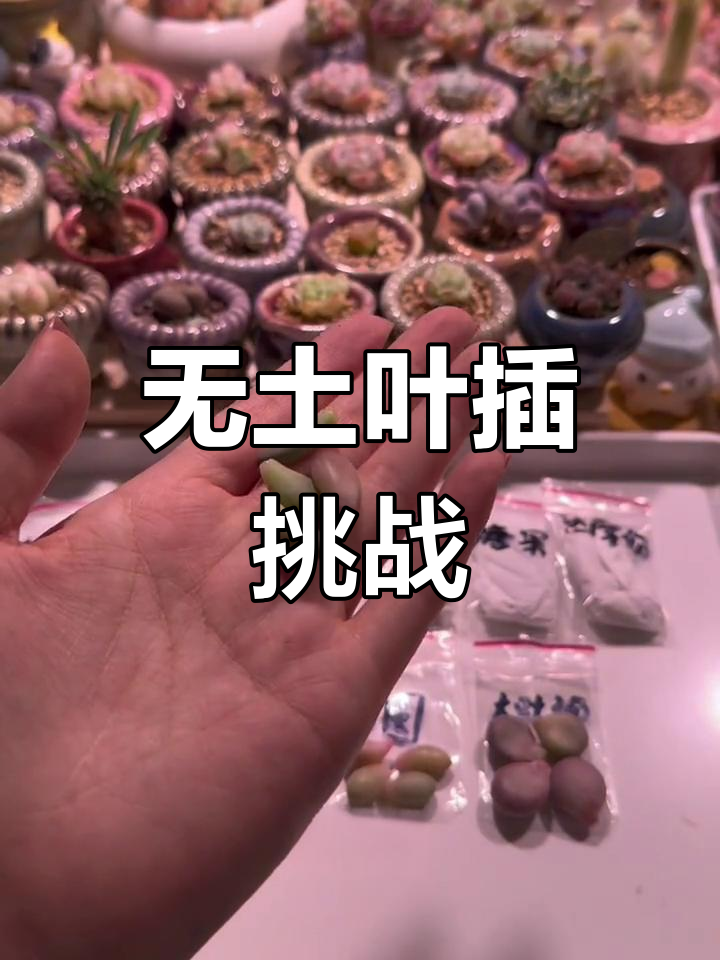 叶插实验:无土也能生根,看看这些多肉能否成活