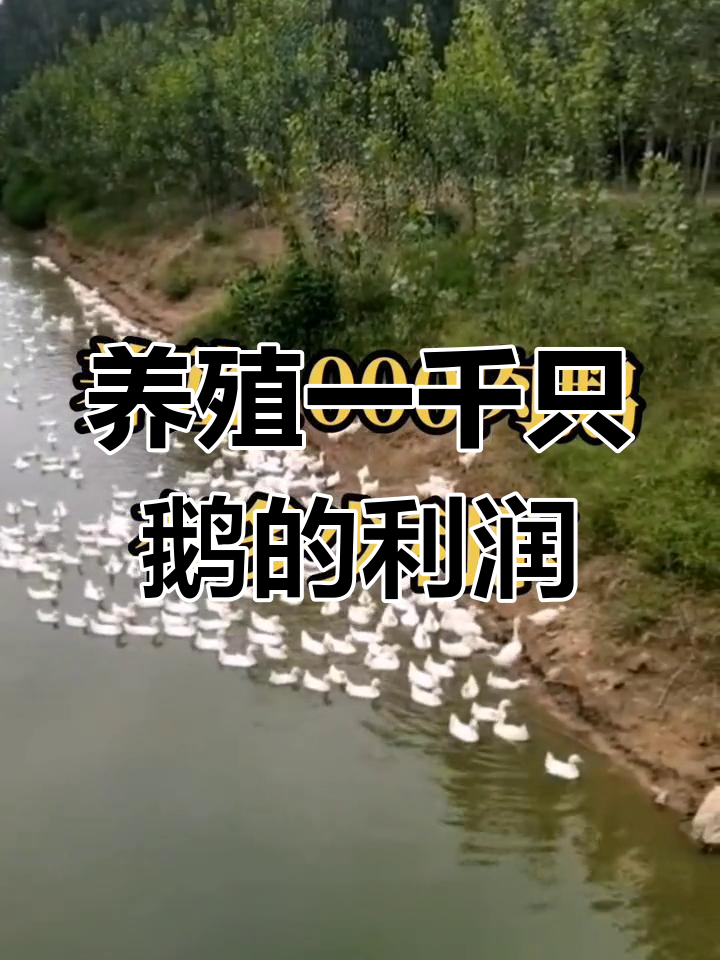 养鹅成本与利润分析:如何提高成活率,赚取更多收益