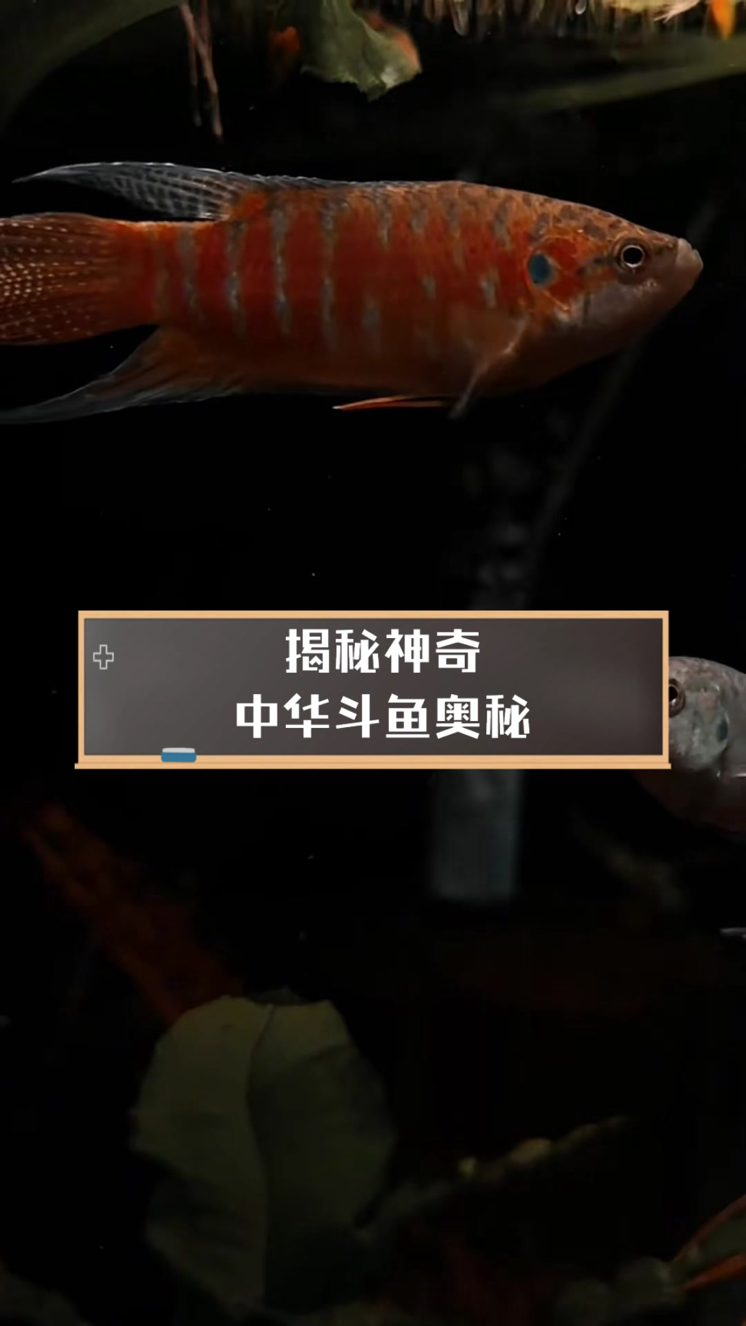 揭秘神奇中华斗鱼奥秘