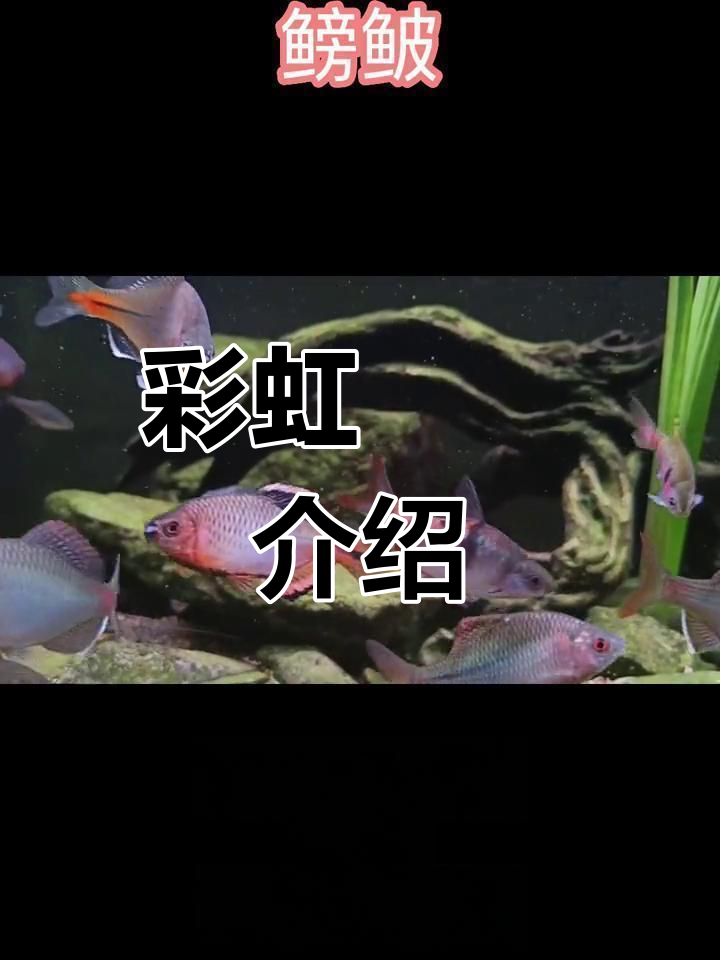 中国彩虹鳑鲏:小型淡水鱼的生活习性