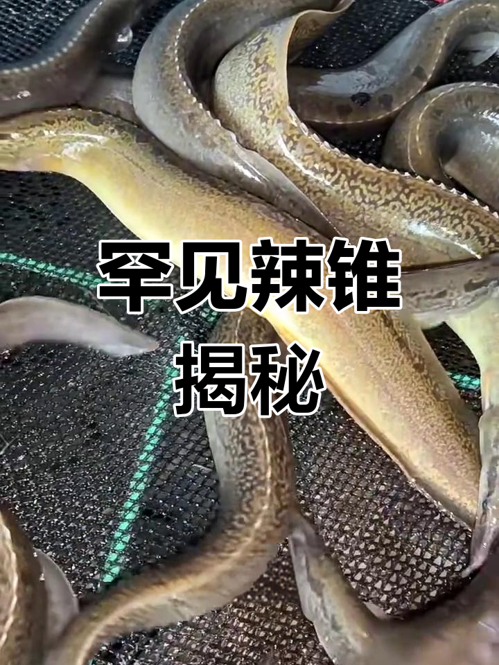 辣锥:稀有野生鱼,昼伏夜出捕捉难