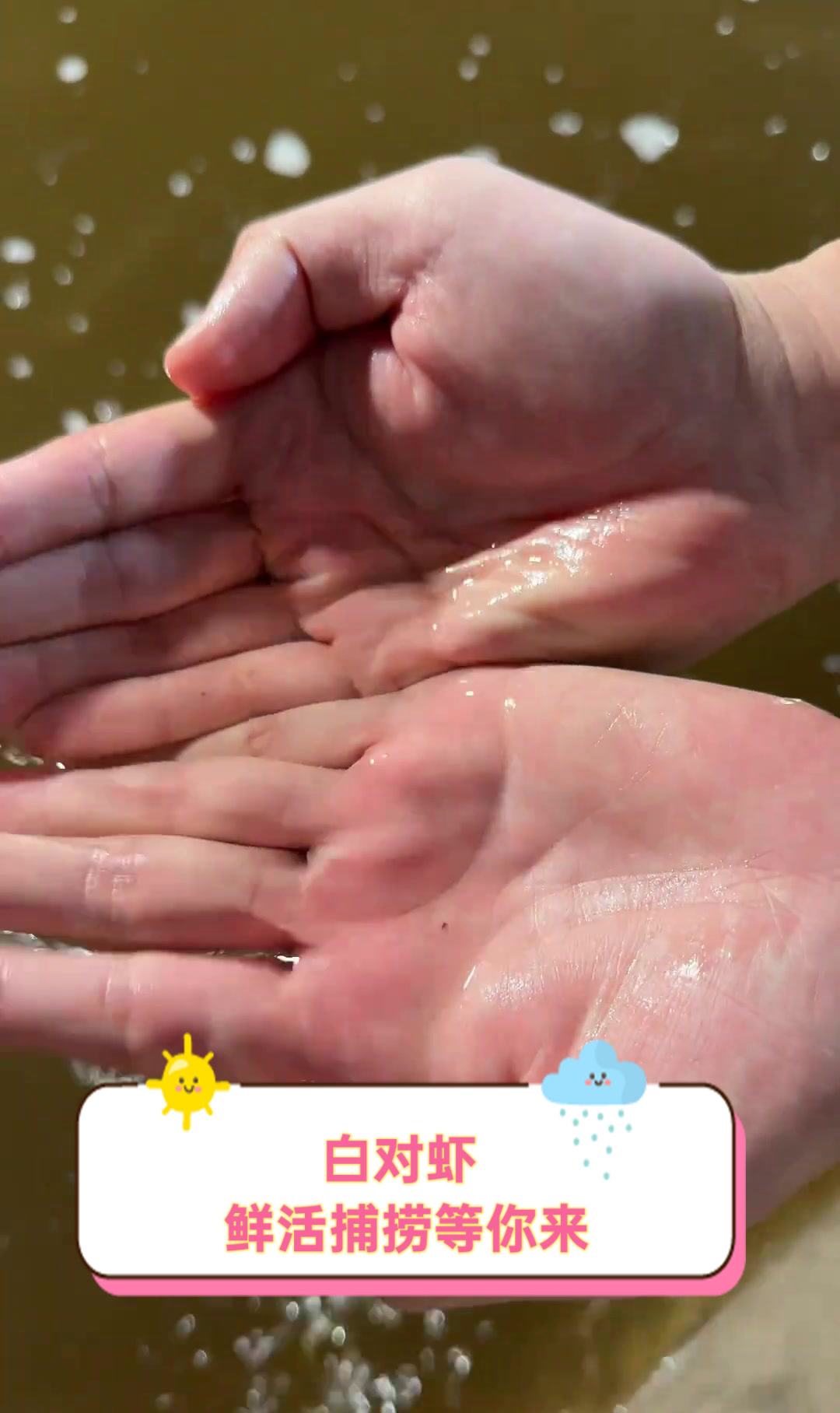 白对虾，鲜活捕捞等你来