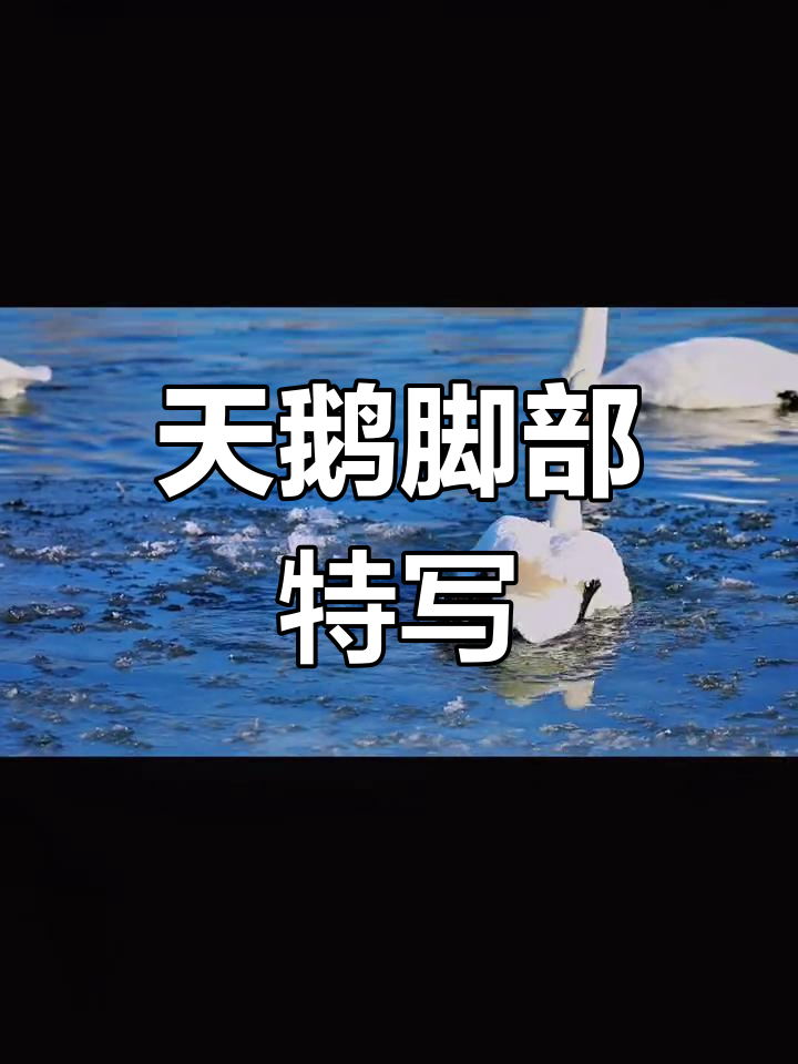 脚蹼之美,天鹅的优雅姿态