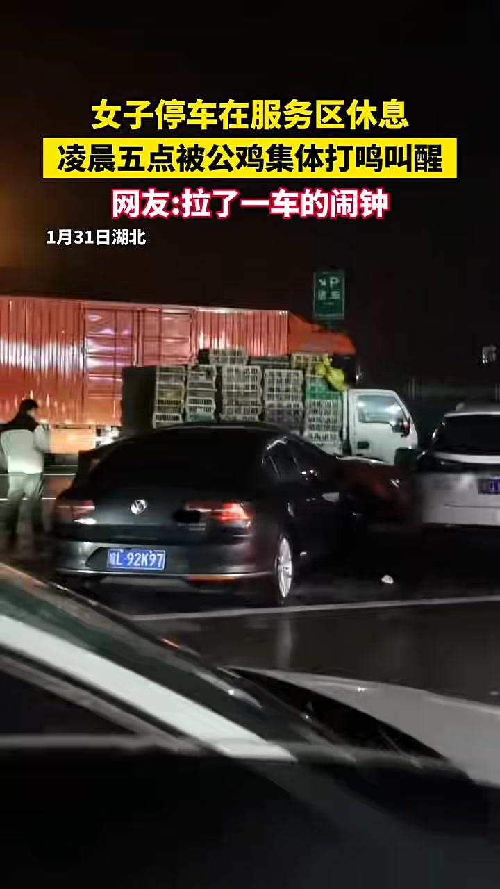 女子停车在服务区休息，凌晨五点被公鸡集体打鸣叫醒，网友：拉了一车的闹钟#万万没想到#公鸡打
