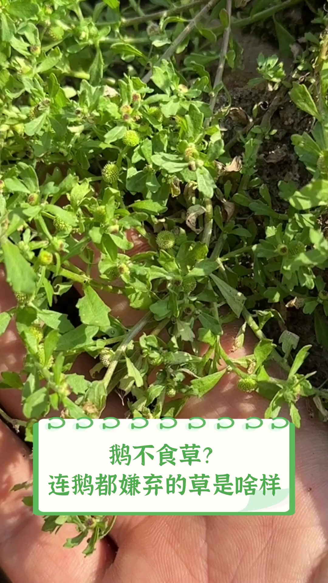 鹅不食草?连鹅都嫌弃的草是啥样