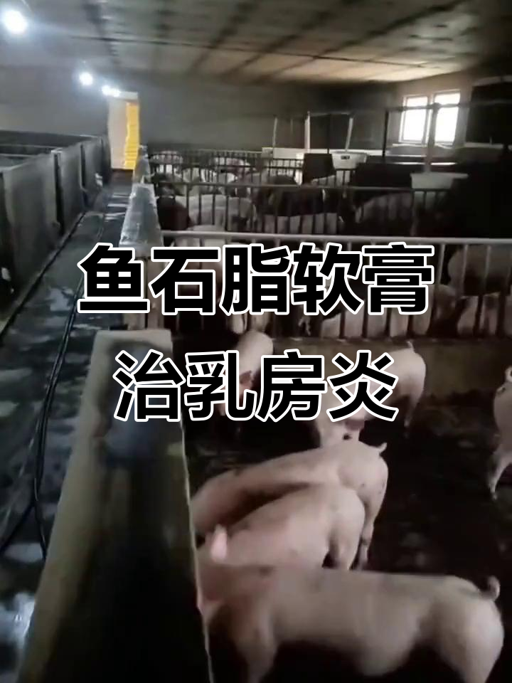 母猪乳房炎不用打针,鱼石脂软膏轻松搞定