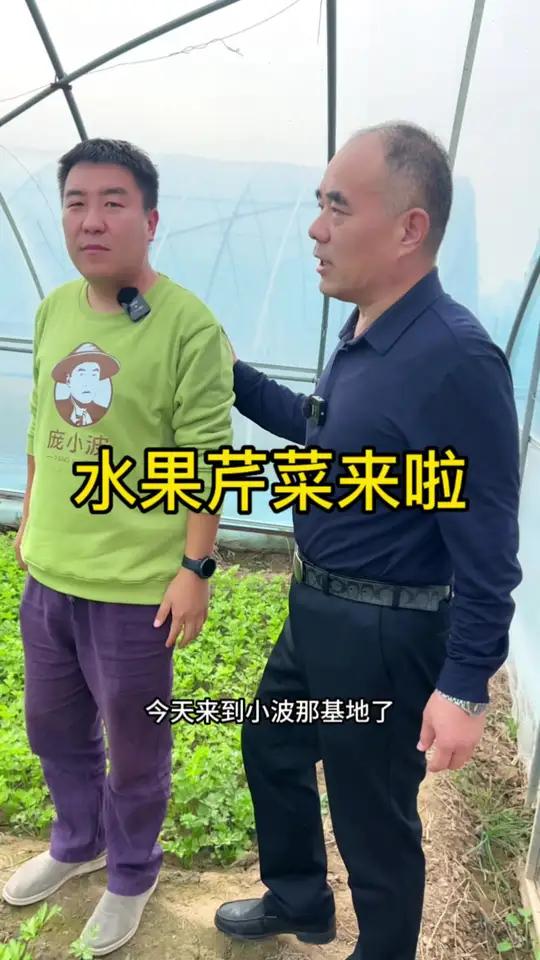 水果芹菜快熟了(渤海五路蒲园景区店)(粟说粮源)