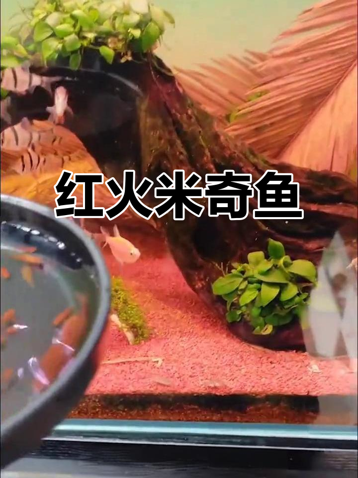 红色米奇鱼,繁殖力惊人,象征好运,养几条增添节日气氛!