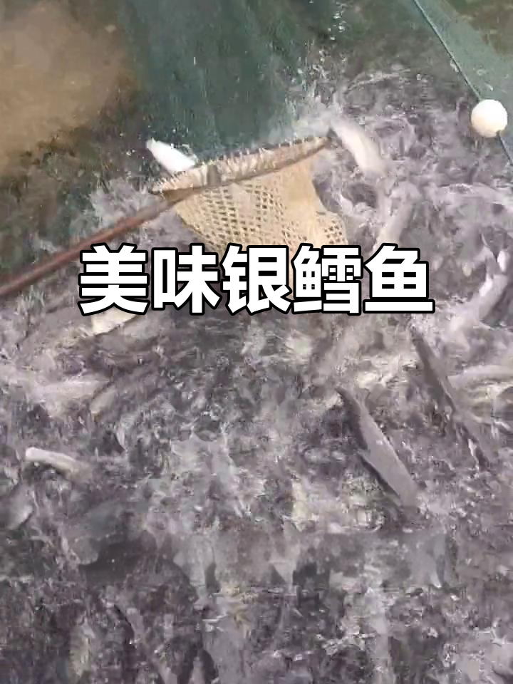 淡水银鳕鱼,生长迅速,肉质鲜美,适合多种烹饪方式
