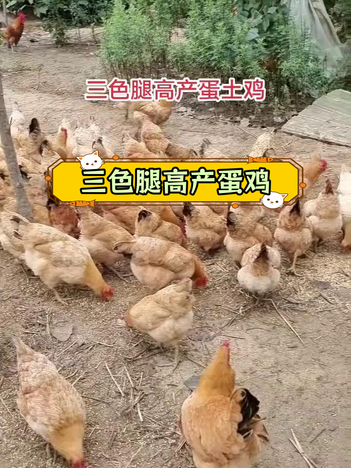苏北三色腿土鸡,产蛋高手