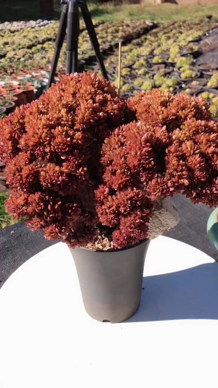 不怎么好养的多肉植物之一,糖果