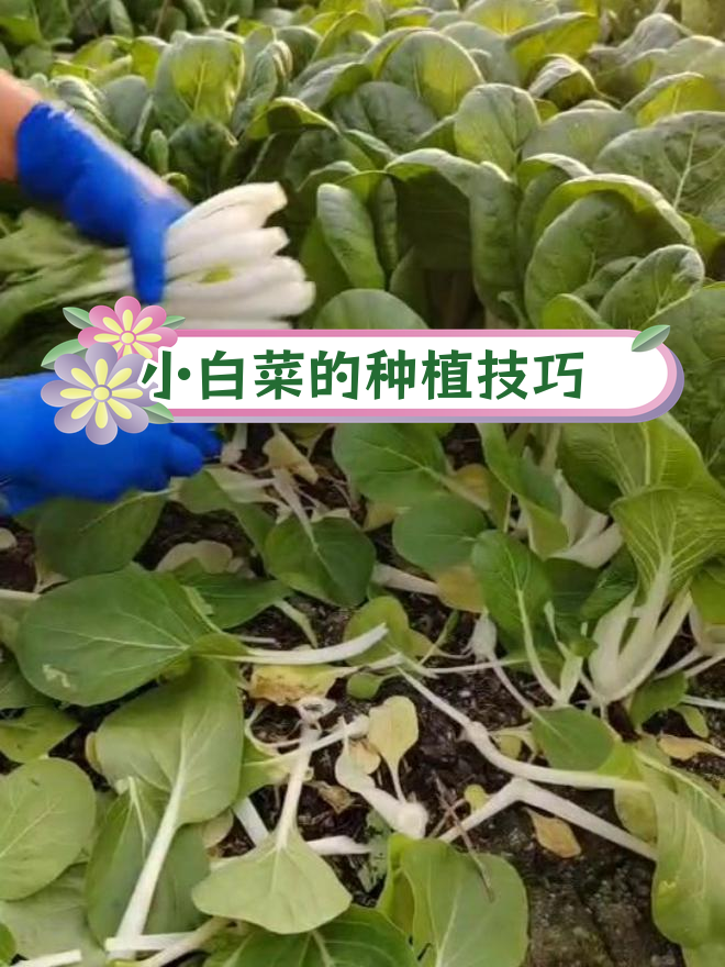 种植小白菜的秘诀:精心施肥,确保收成