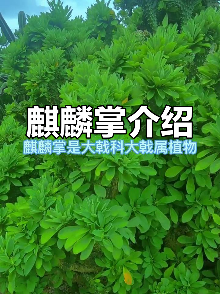 麒麟掌:多肉植物的变异品种