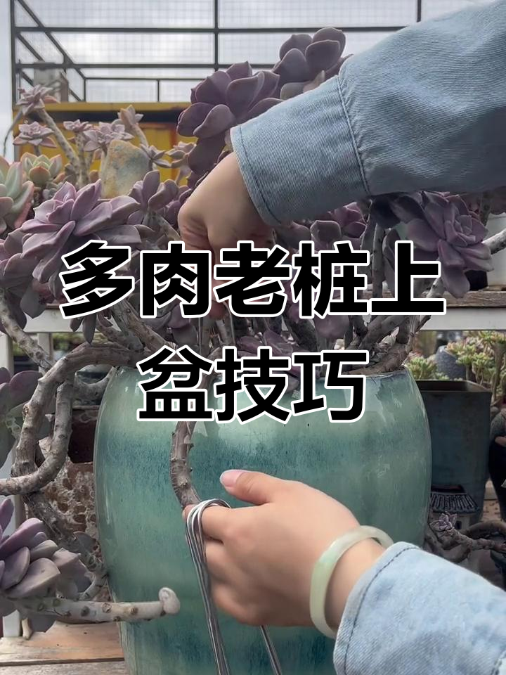 悬崖桩轻松固定,U型铁丝让多肉造型更完美